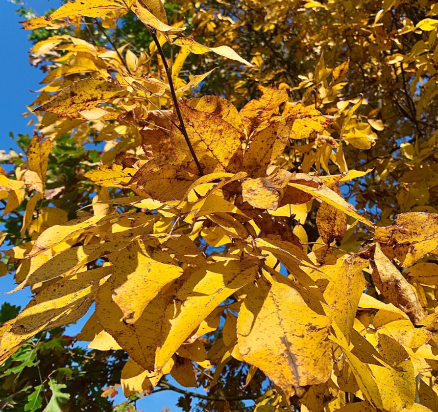 The Beauty of Fall in Connecticut